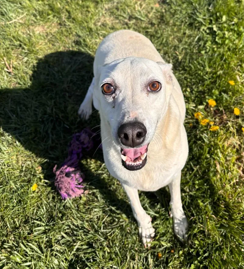 Buddy