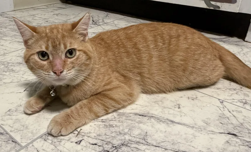 A young medium-sized male Orange / Red Domestic Short Hair cat named Mango for adoption in Mount Sterling, KY