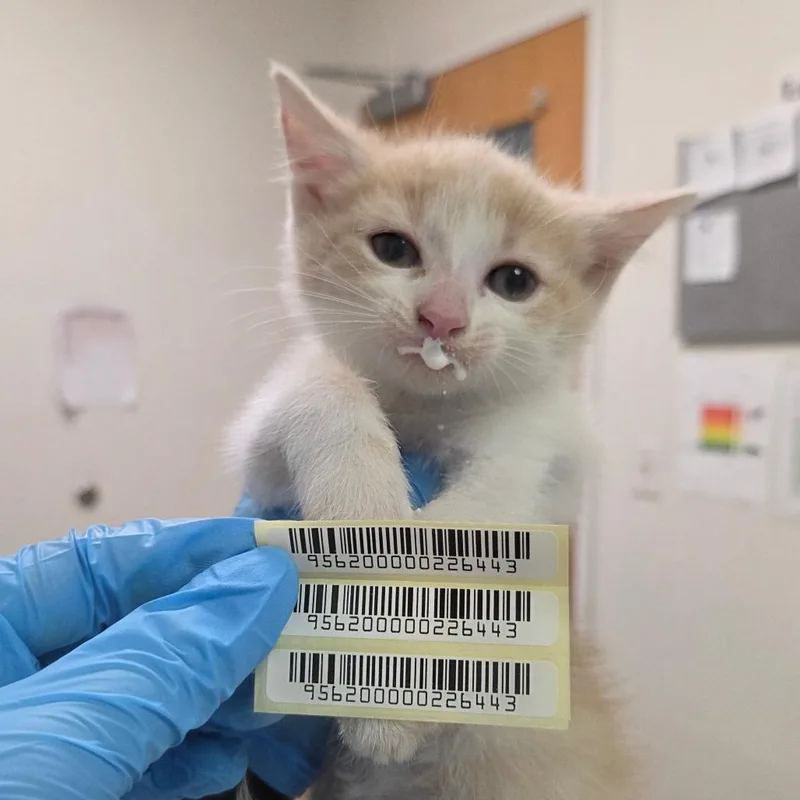 A baby small-sized male Buff / Tan / Fawn Domestic Short Hair cat named Aliens for adoption in Charleston, WV