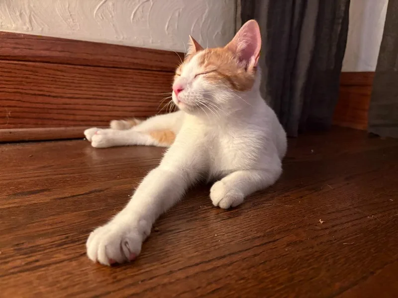 A baby medium-sized male Domestic Short Hair cat named Odie for adoption in Minneapolis, MN