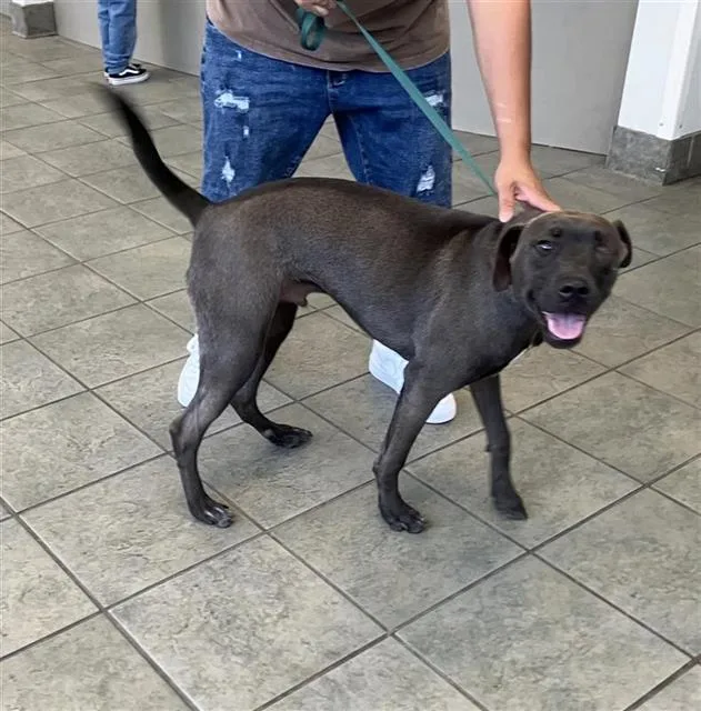 A young small-sized male Rottweiler dog named Smokey for adoption in San Antonio, TX
