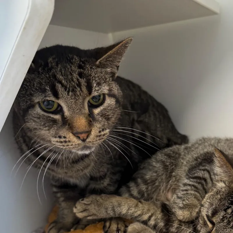 A senior medium-sized male Brown / Chocolate Domestic Short Hair cat named Benny for adoption in Port Richey, FL