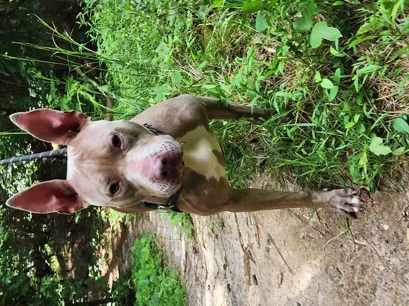 Persephone thumbnail 2