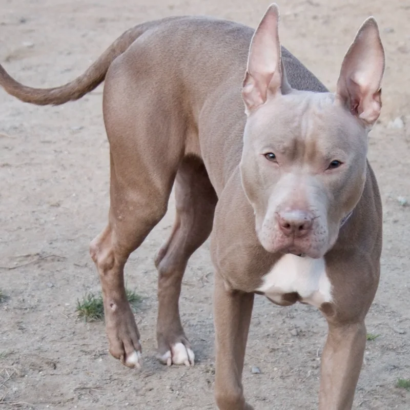 Persephone thumbnail 3