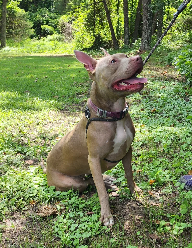 Persephone thumbnail 4