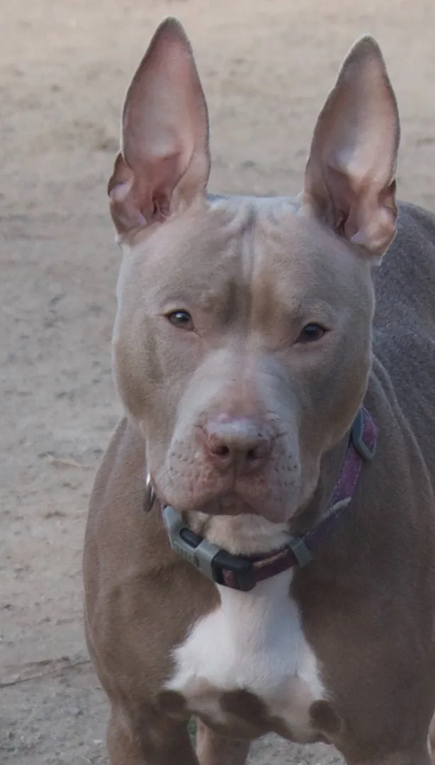 Persephone thumbnail 6