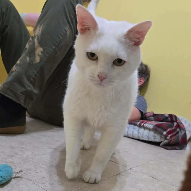 An adult large-sized male White Domestic Short Hair cat named General Purrshing for adoption in Vine Grove, KY