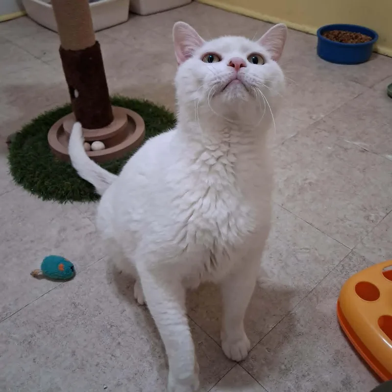 General Purrshing thumbnail 2
