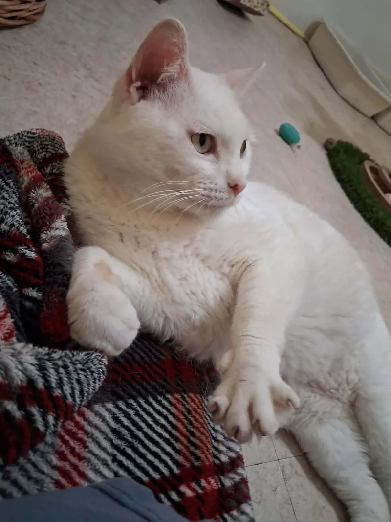 General Purrshing thumbnail 3
