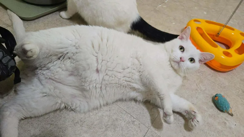 General Purrshing thumbnail 4