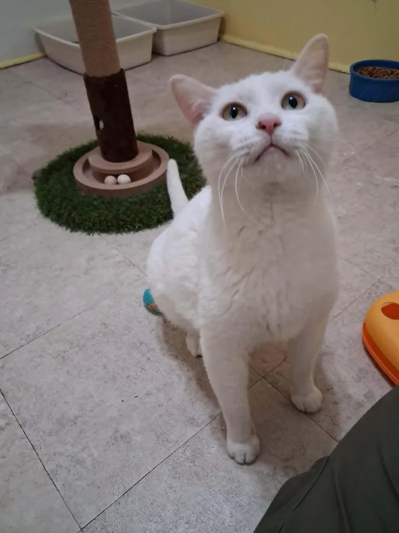 General Purrshing thumbnail 5
