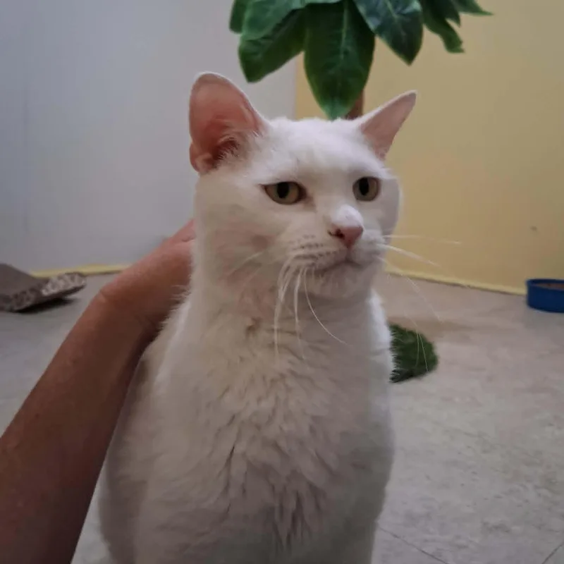 General Purrshing thumbnail 6