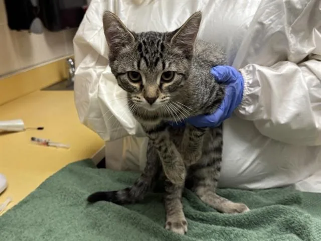 A baby small-sized female Domestic Short Hair cat named Hodel for adoption in Colorado Springs, CO