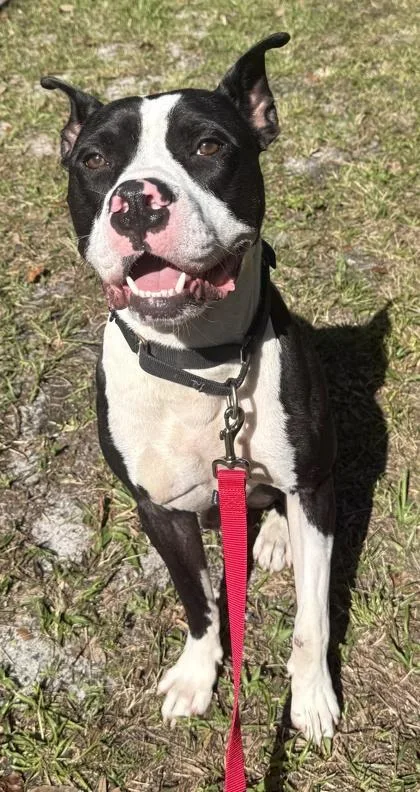 A young medium-sized male Pit Bull Terrier dog named Boss for adoption in Palm Coast, FL