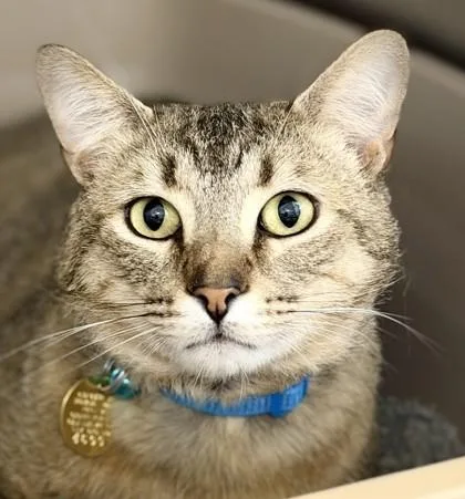 An adult medium-sized male Tabby (Buff / Tan / Fawn) Domestic Short Hair cat named Pablo for adoption in Lansing, MI