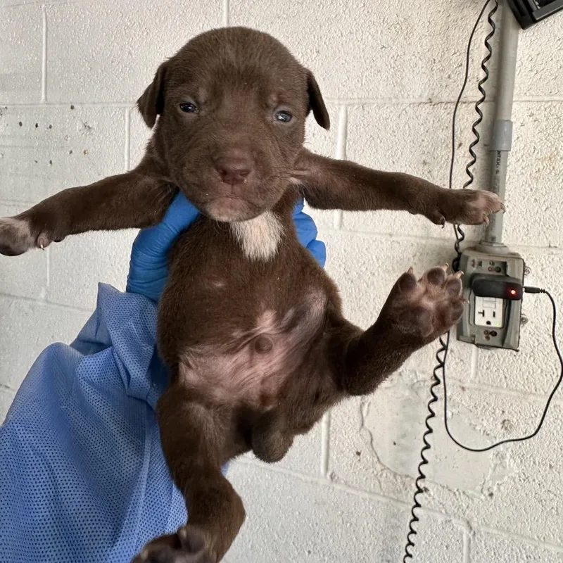 A young small-sized male Brown / Chocolate Shepherd dog named Ram for adoption in Edinburg, TX