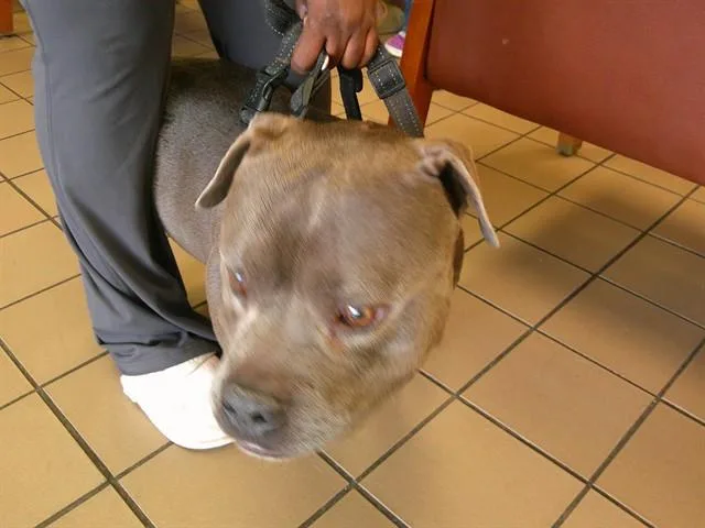 An adult medium-sized male Pit Bull Terrier dog named Nitro for adoption in Ocala, FL