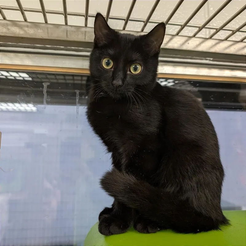 A baby small-sized male Domestic Short Hair cat named Pumpkin for adoption in Brookfield, WI