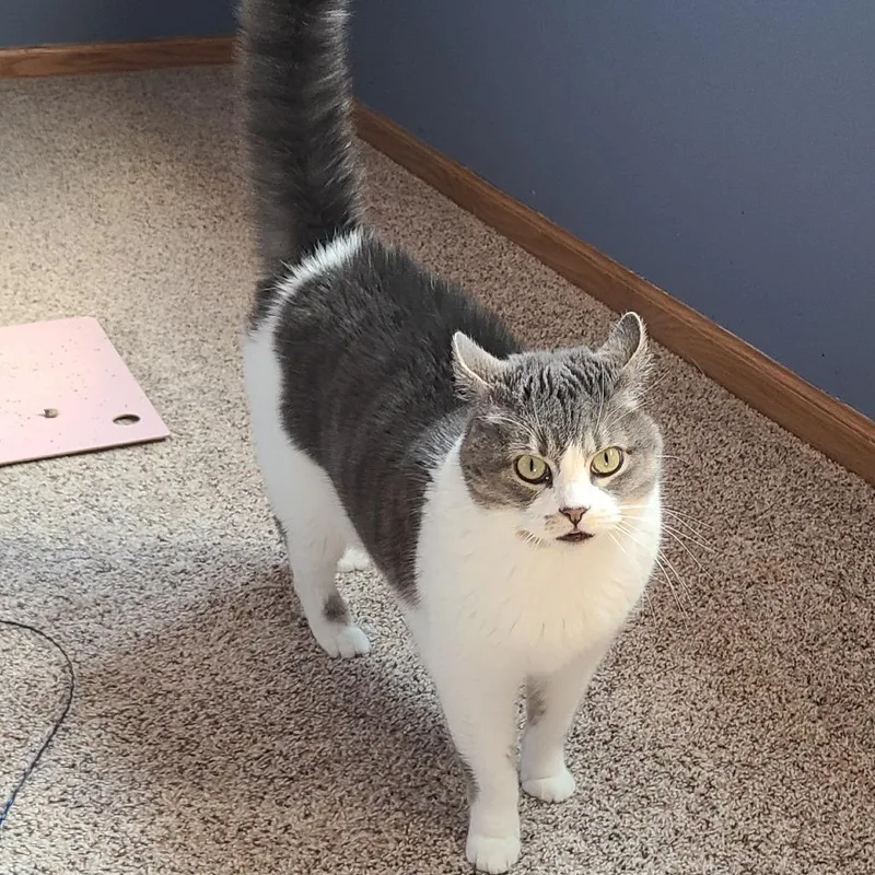 An adult medium-sized male Gray / Blue / Silver Domestic Short Hair cat named Coconut C for adoption in Princeton, MN