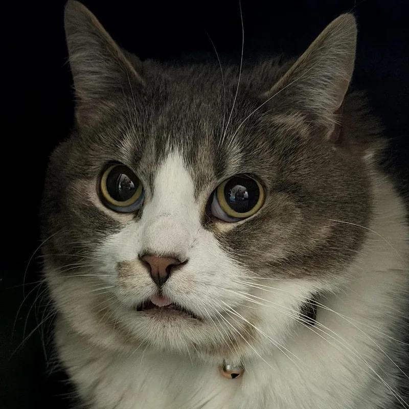 Coconut C thumbnail 2