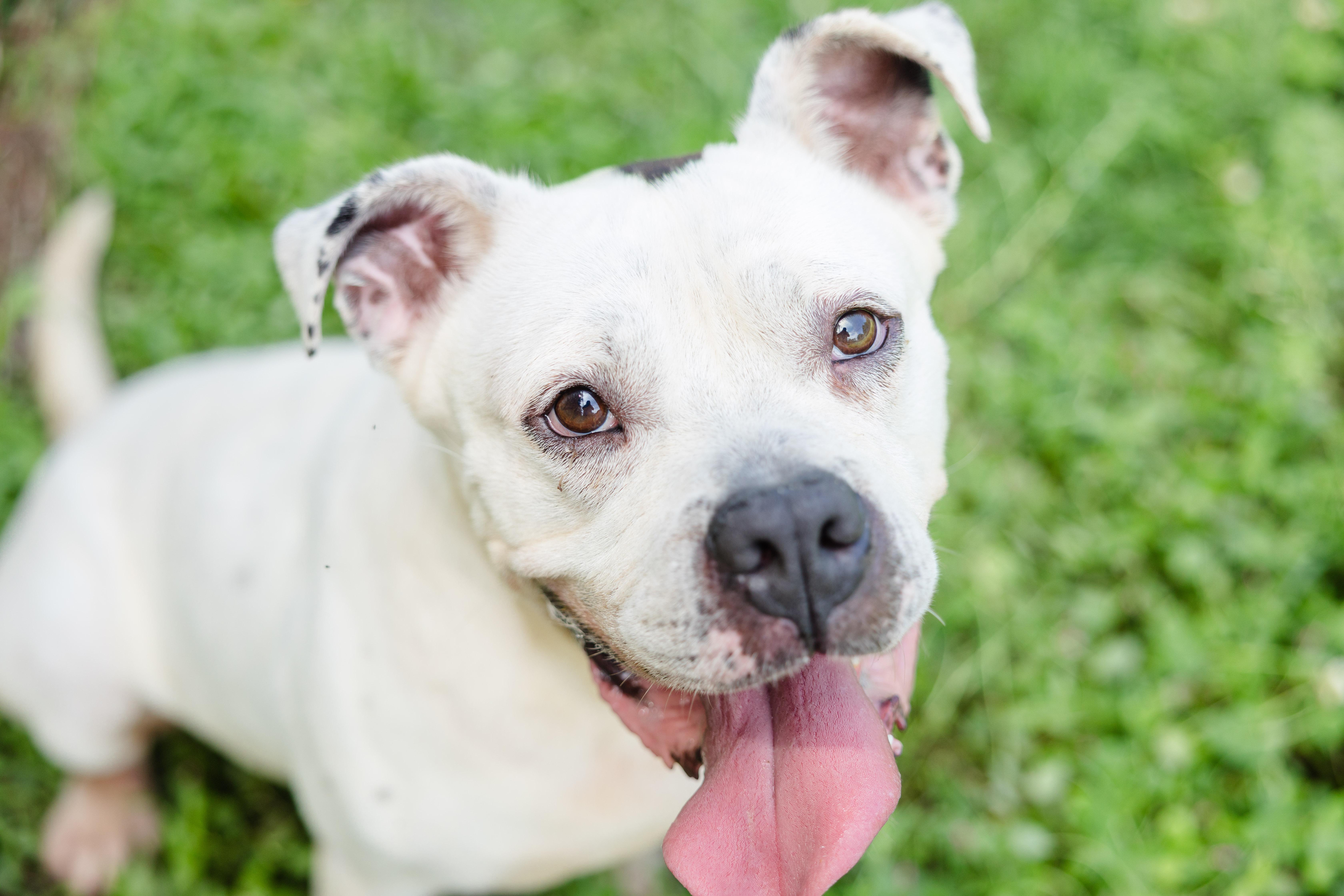 An adult medium-sized male American Staffordshire Terrier dog named Flounder for adoption in Newburgh, IN