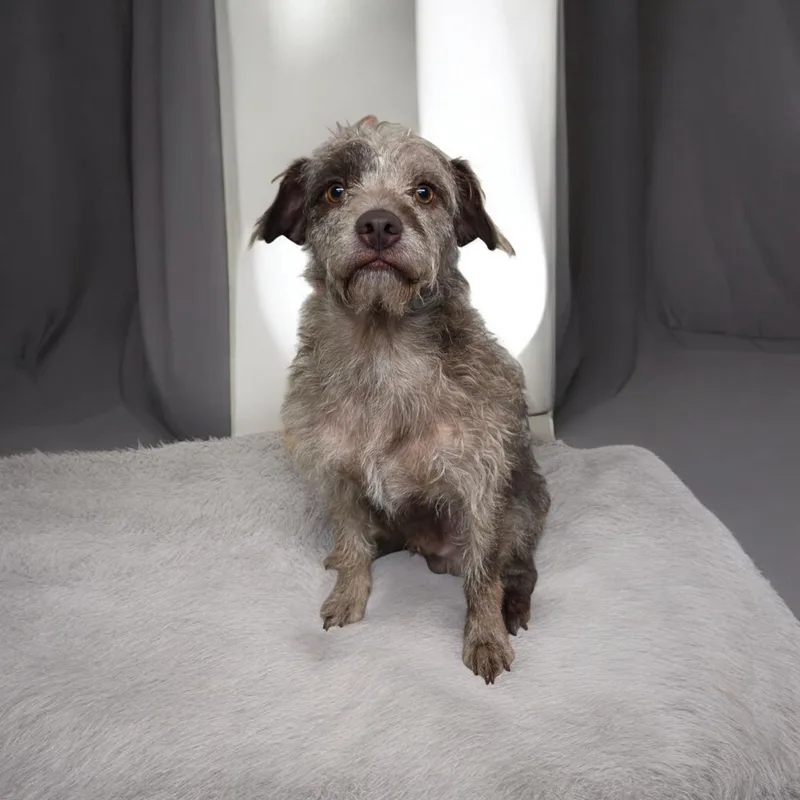 An adult small-sized male Brindle Schnauzer dog named Luca for adoption in Dallas, GA