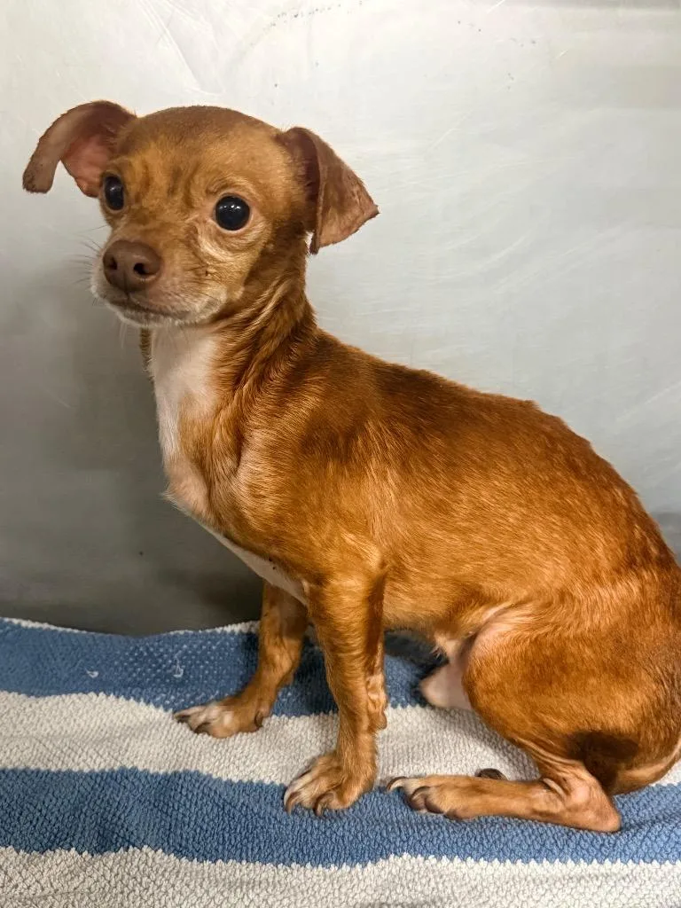An adult small-sized male Chihuahua dog named Bart for adoption in North Vernon, IN