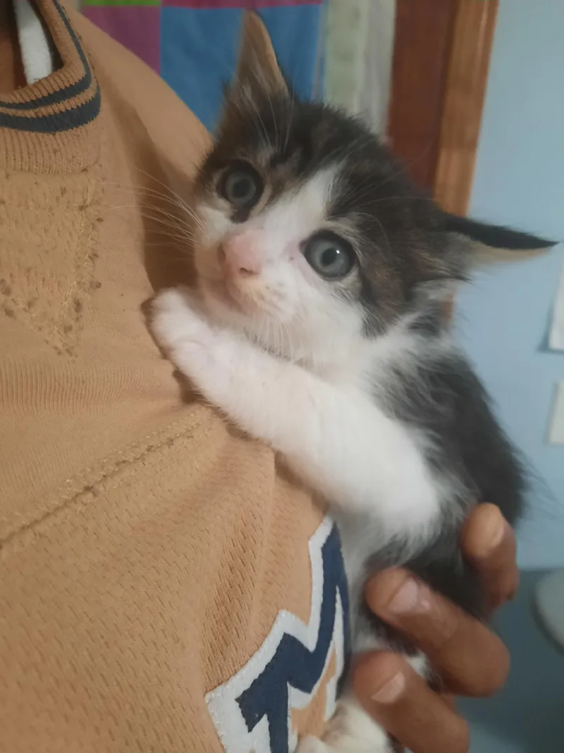 A baby medium-sized male Black & White / Tuxedo Domestic Short Hair cat named Jack Sparrow for adoption in Vacaville, CA