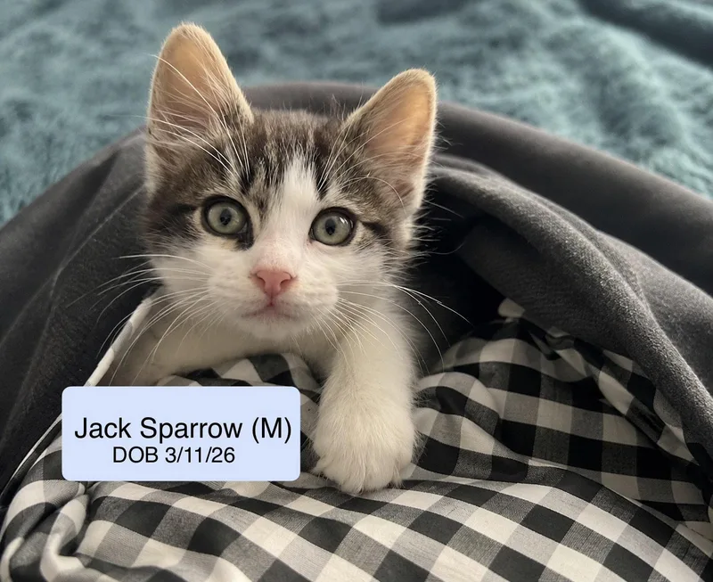 Jack Sparrow thumbnail 3