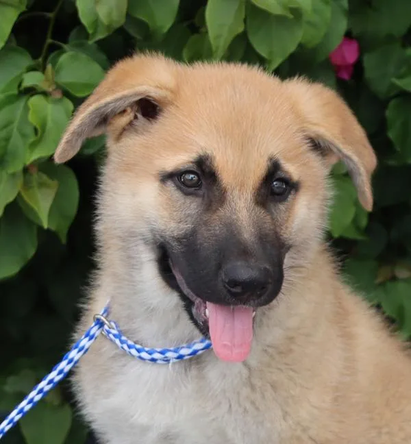 A baby large-sized male Sable German Shepherd Dog dog named Bayer Von Bassum for adoption in Los Angeles, CA