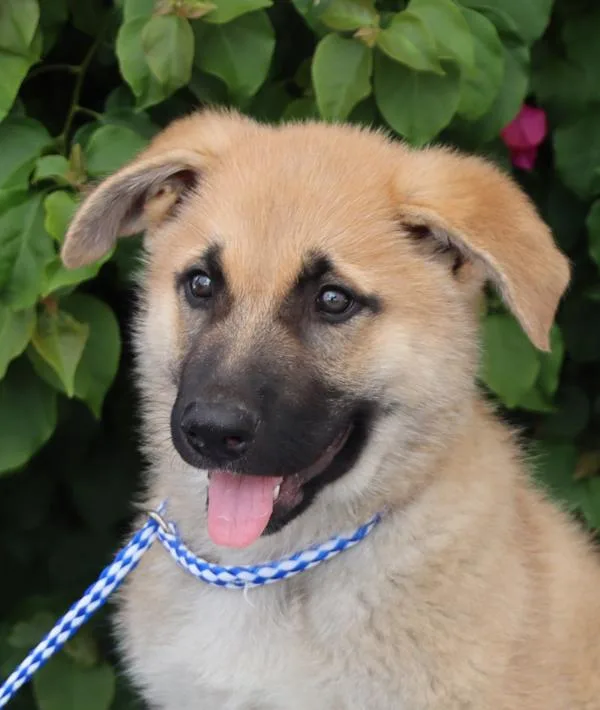 Bayer Von Bassum thumbnail 2