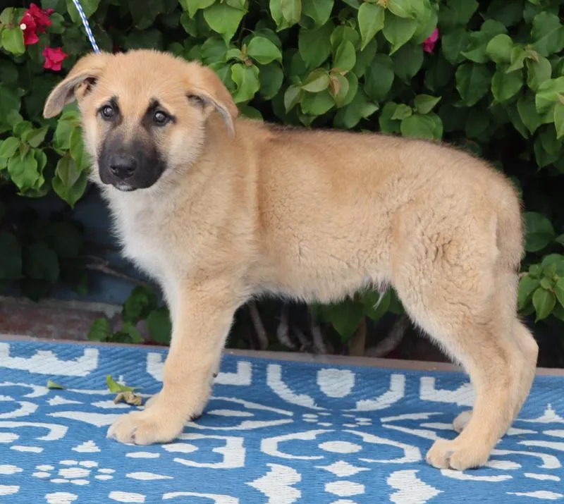 Bayer Von Bassum thumbnail 3