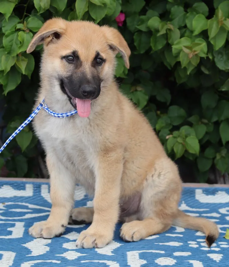 Bayer Von Bassum thumbnail 4