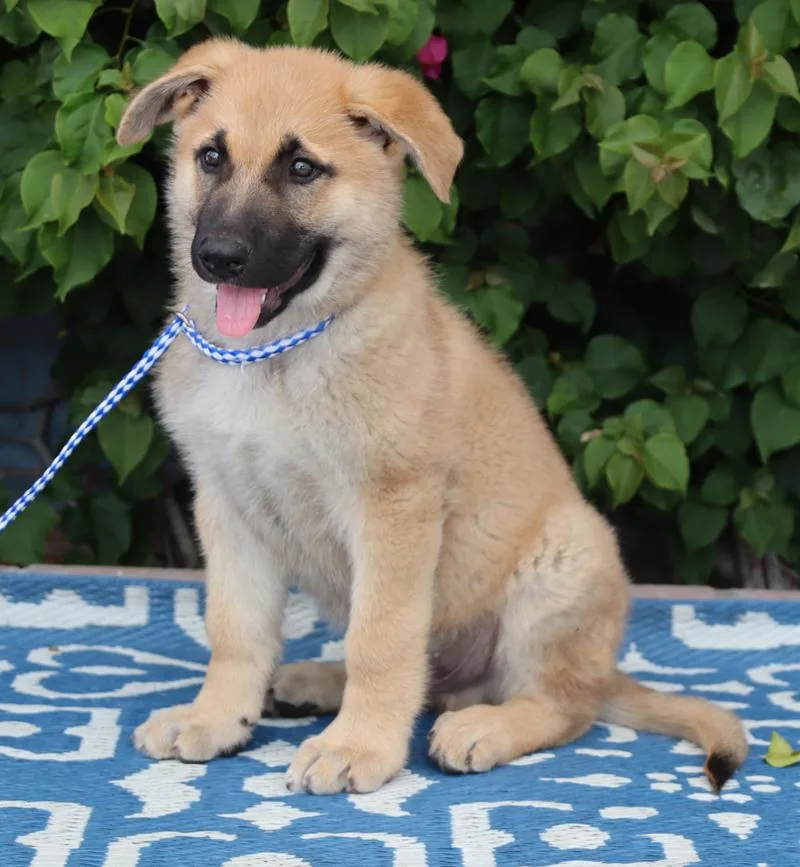 Bayer Von Bassum thumbnail 5