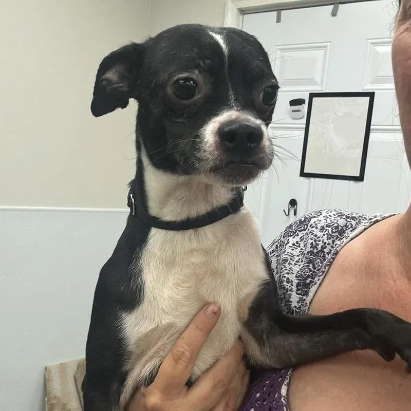 An adult small-sized male Black Mixed Breed dog named Saja for adoption in Fredericksburg, VA