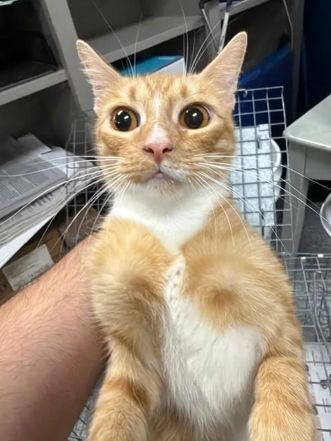 An adult medium-sized female Domestic Short Hair cat named Lion for adoption in Pasadena, TX