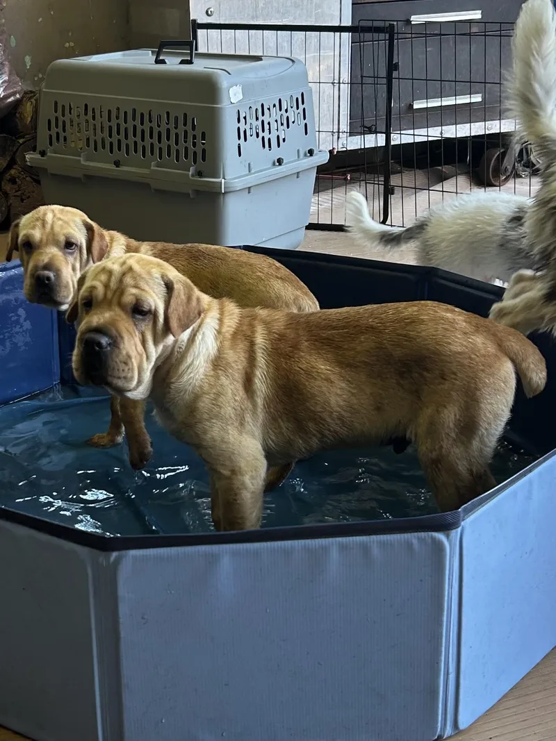 A young medium-sized male Mixed Breed dog named Hank for adoption in Rossford, OH