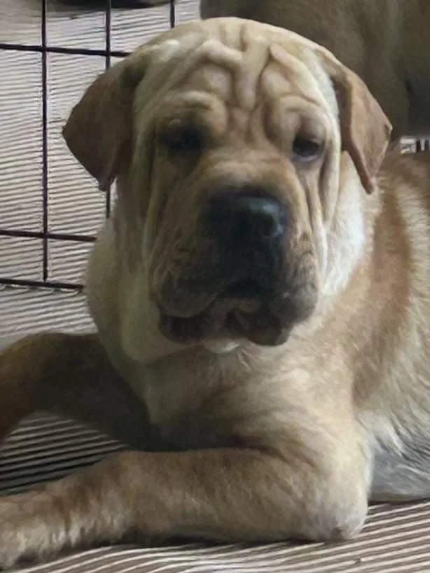 Hank thumbnail 3
