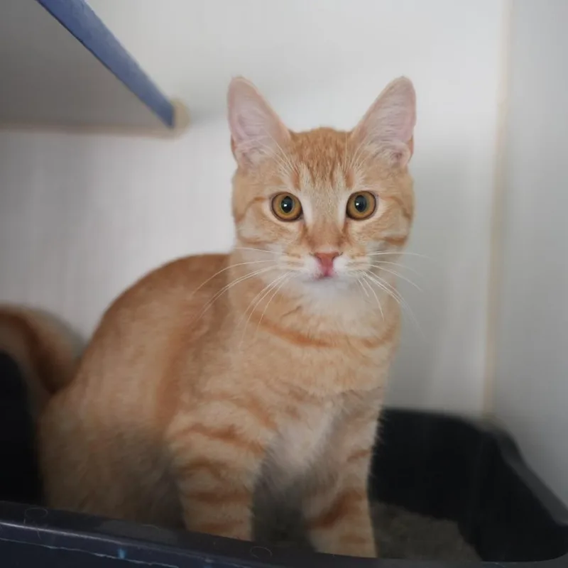 A young medium-sized male Orange / Red Domestic Short Hair cat named Scooby for adoption in Coachella, CA