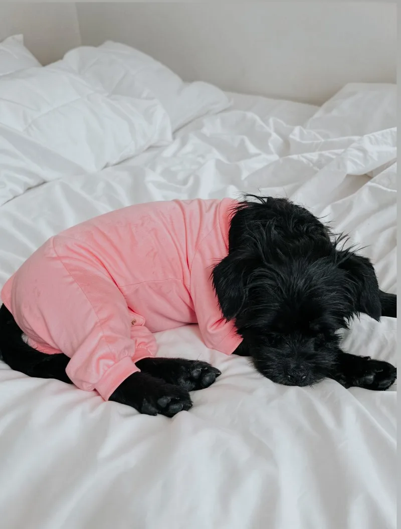 An adult small-sized female Black Schnauzer dog named Jenna for adoption in Brooklyn, NY