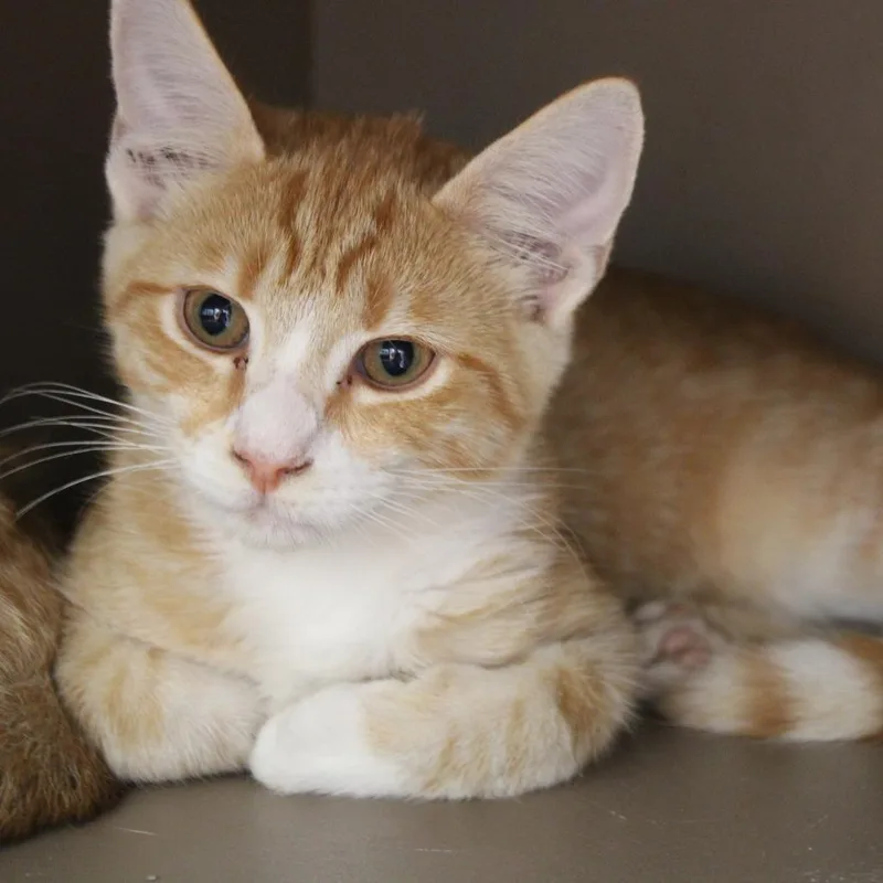 A baby medium-sized male Orange / Red Domestic Short Hair cat named Mordecai for adoption in Cleveland, MS