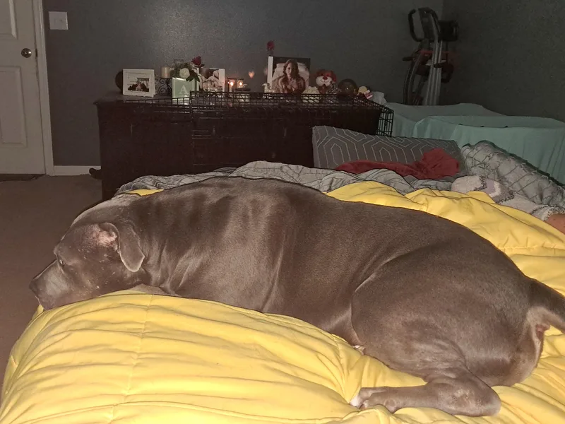An adult large-sized male Gray / Blue / Silver Pit Bull Terrier dog named Slate for adoption in BREWTON, AL