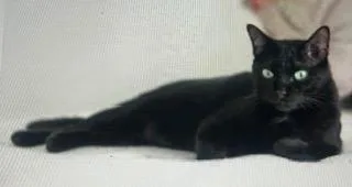 A young medium-sized female Domestic Short Hair cat named Pepper Clark for adoption in Parkville, MD