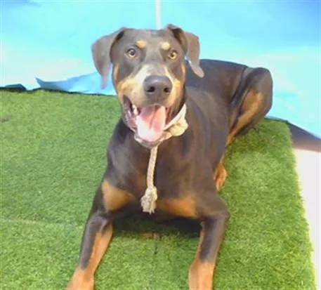A young large-sized male Doberman Pinscher dog named A for adoption in Gardena, CA