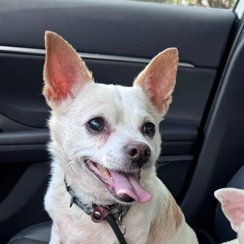 A senior small-sized male White / Cream Chihuahua dog named Mike for adoption in Lauderhill, FL