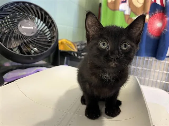 A baby small-sized female Domestic Short Hair cat named Nova for adoption in Grand Prairie, TX