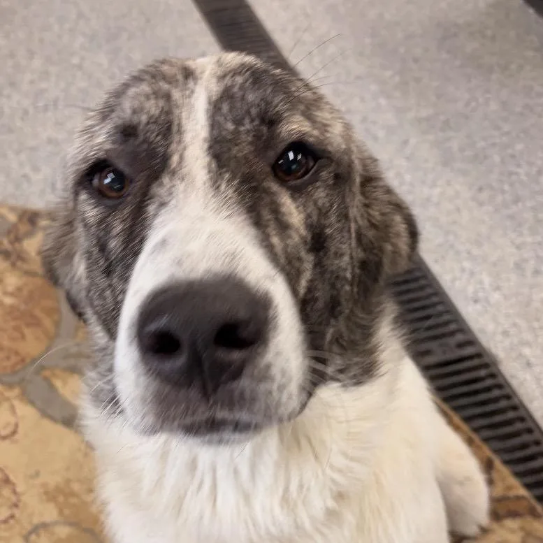 An adult extra large-sized male White / Cream Great Pyrenees dog named Stray for adoption in Spring Hill, KS