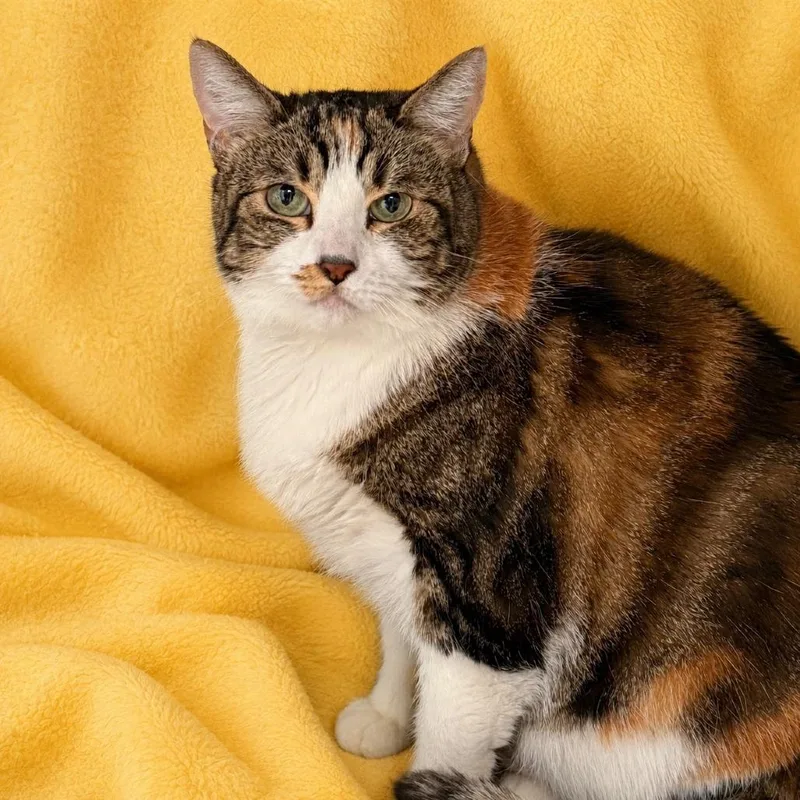 A senior large-sized female Calico Domestic Short Hair cat named Bella for adoption in Long Beach, CA