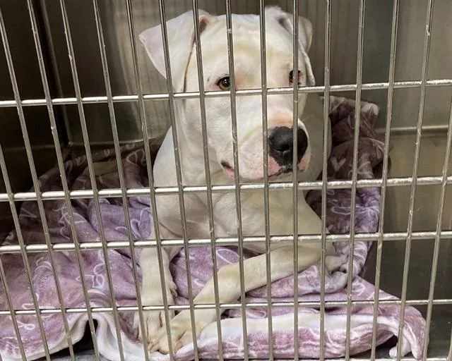 An adult medium-sized male Pit Bull Terrier dog named Blake for adoption in Saint Louis, MO