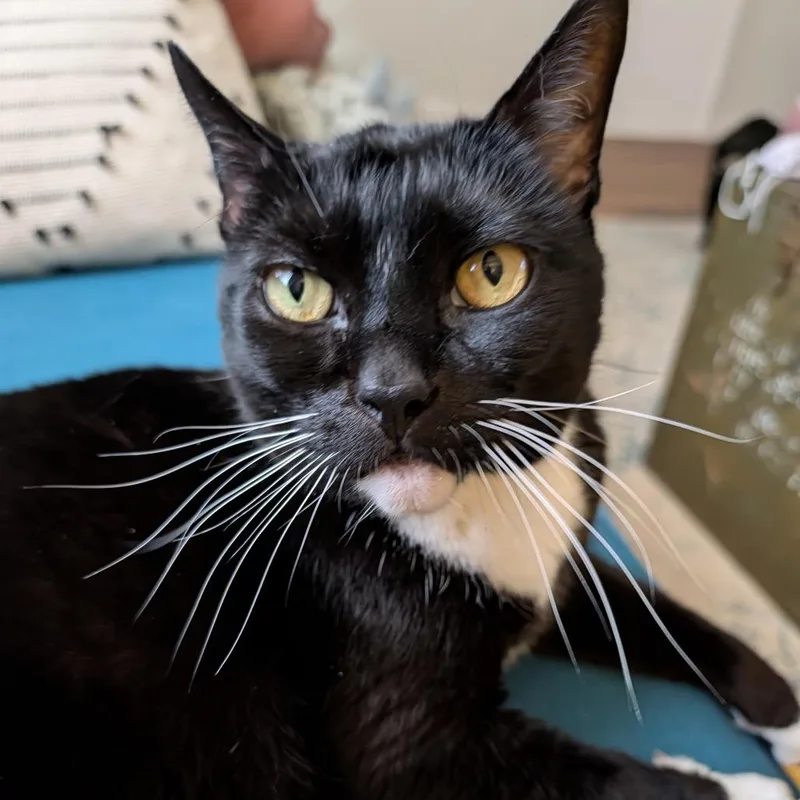 A senior small-sized male Black Domestic Short Hair cat named Bandit for adoption in Philadelphia, PA
